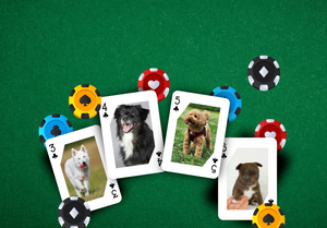 RUSH Pet Dog Playing card